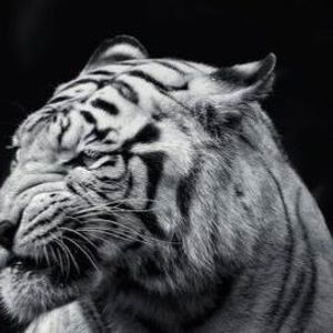 Meet your Posher, Manuela